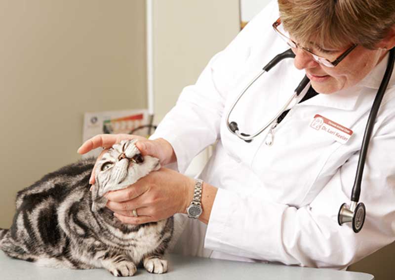 Carousel Slide 4: Cat veterinarians