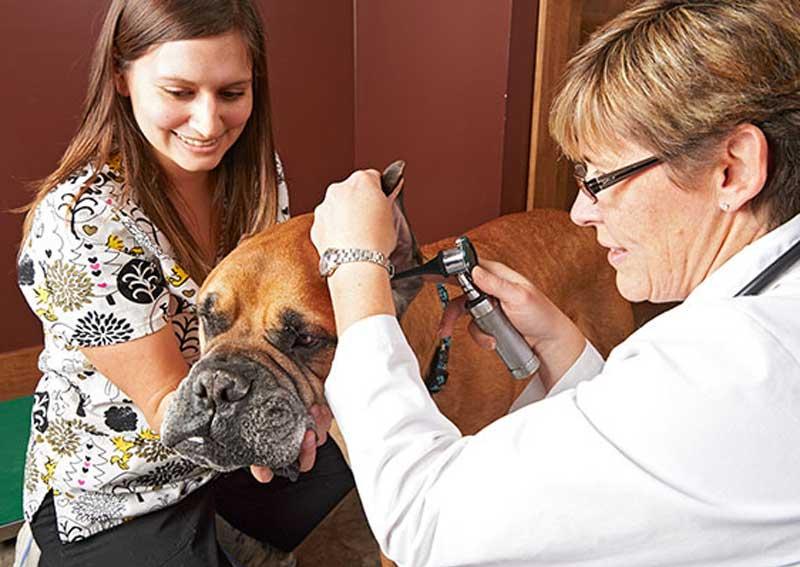 Carousel Slide 3: Dog veterinary care